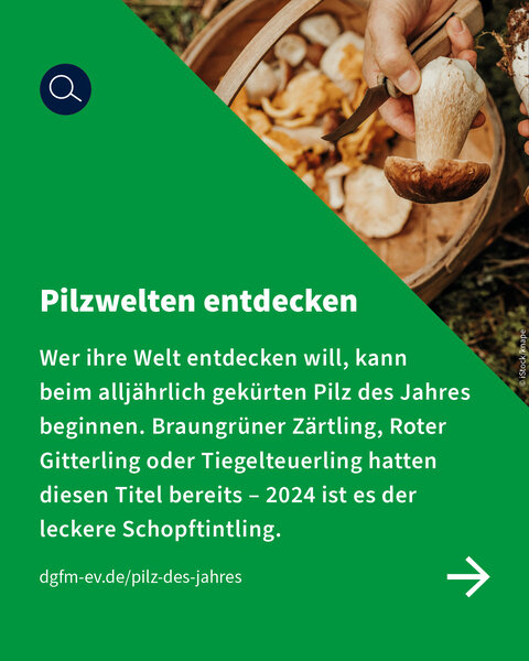 Eine Hand schneidet mit einem Messer einen Pilz. Text: „Pilzwelten entdecken – der Schopftintling ist Pilz des Jahres 2024.