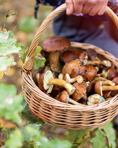 Nahaufnahme eines geflochtenen Korbs, der mit frisch gesammelten Pilzen gefüllt ist. Eine Hand hält den Korb am Griff. Die Pilze haben braune Kappen und helle Stiele, einige sind groß, andere kleiner. Im Hintergrund sind unscharfe grüne Blätter und Pflanzen zu sehen.