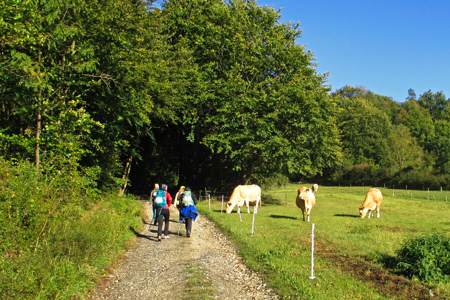 Mehrere Wanderer mit Rucksäcken gehen auf einem schmalen, steinigen Weg entlang einer Wiese mit grasenden Kühen. Die Szenerie ist von grünen Bäumen und blauem Himmel umgeben.