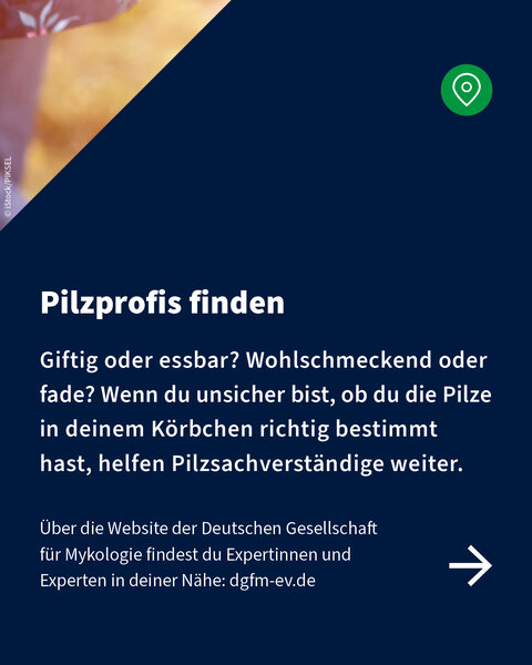 Nahaufnahme einer Person mit Pilzkorb im Wald. Text: „Pilzprofis finden – bei Unsicherheit helfen Pilzsachverständige. Infos auf dgfm-ev.de.