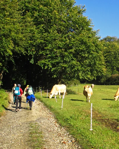 Mehrere Wanderer mit Rucksäcken gehen auf einem schmalen, steinigen Weg entlang einer Wiese mit grasenden Kühen. Die Szenerie ist von grünen Bäumen und blauem Himmel umgeben.