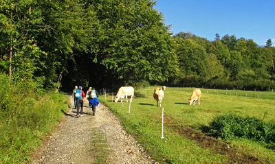 Mehrere Wanderer mit Rucksäcken gehen auf einem schmalen, steinigen Weg entlang einer Wiese mit grasenden Kühen. Die Szenerie ist von grünen Bäumen und blauem Himmel umgeben.