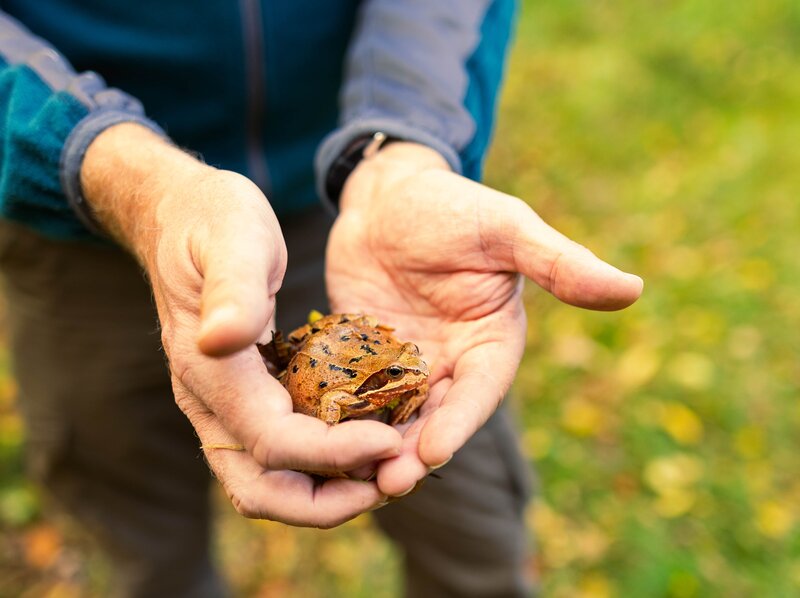 Zwei geöffnete Hände halten behutsam einen braunen Frosch mit dunklen Flecken, im Hintergrund ist unscharf der herbstliche Waldboden zu erkennen.